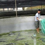 Đơn hàng giúp việc Đài Loan làm việc tại trang trại nuôi cá.