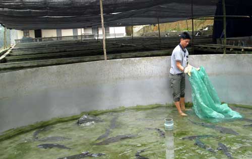 Giúp việc Đài Loan làm việc tại trang trại cá